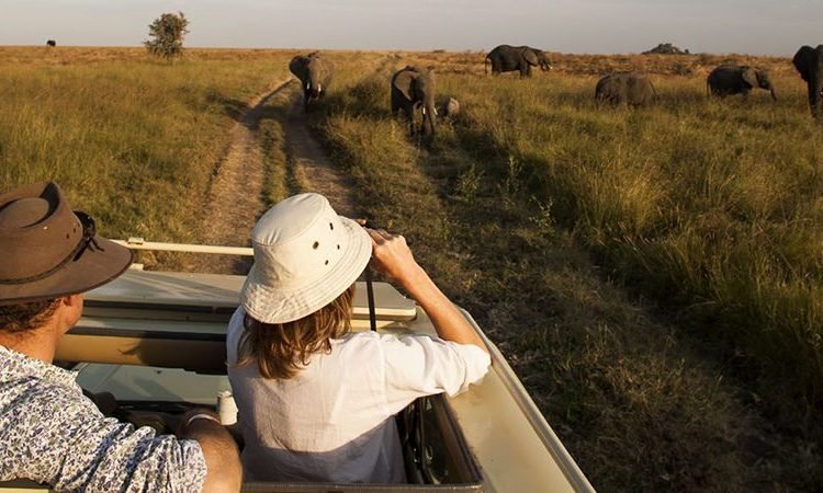 Budget-Friendly Wildlife Safari Itineraries in Uganda and Rwanda