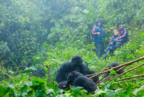 Gorilla trekking