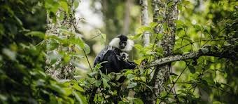 Chimpanzee Trekking Nyungwe