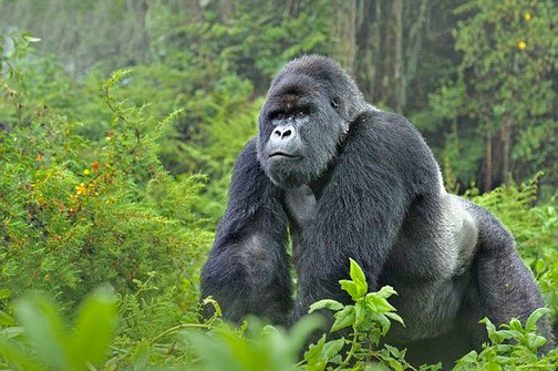 Gorilla trekkinng in Uganda