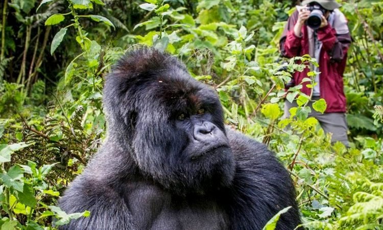 private gorilla trekking