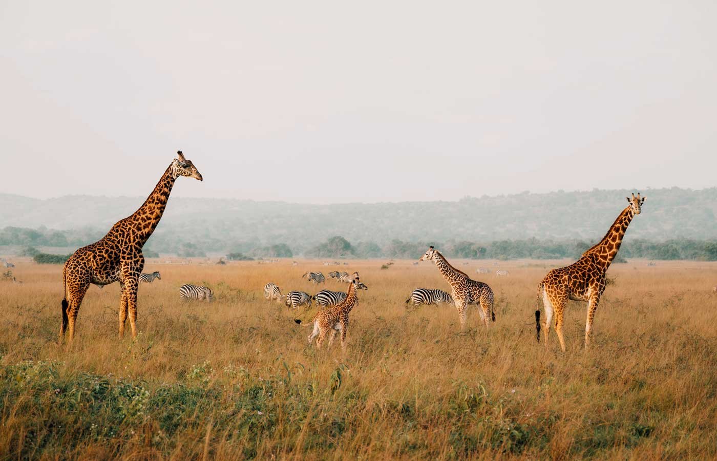 Budget Trekking and Wildlife Combination