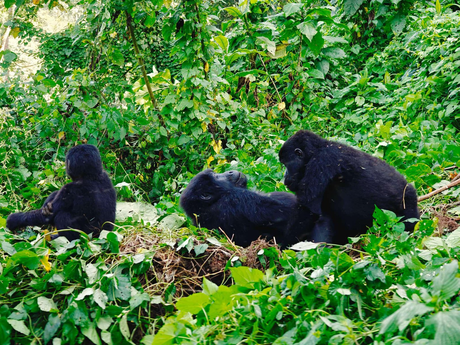 Budget Honeymoon Safari Rwanda