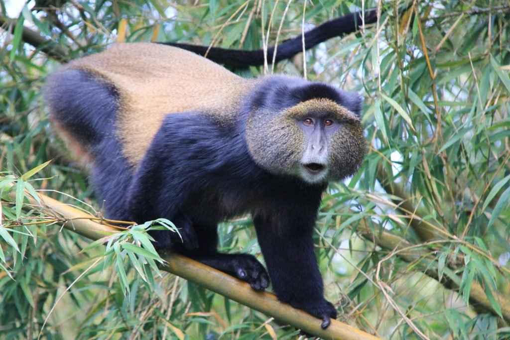 Golden Monkey Trekking in Rwanda