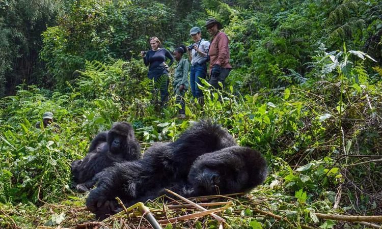 Seasonal Budget Safari Promotions Rwanda