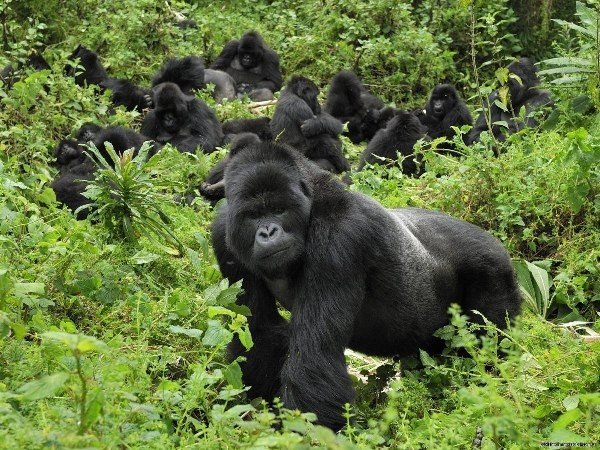 Family-Friendly Budget Gorilla Trekking