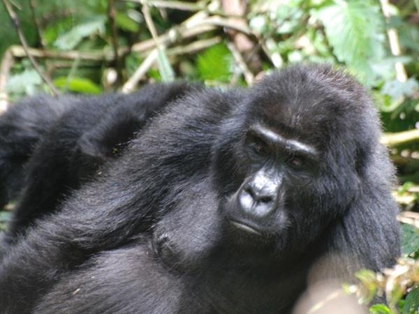 Budget Family Safari with Gorillas and Chimps