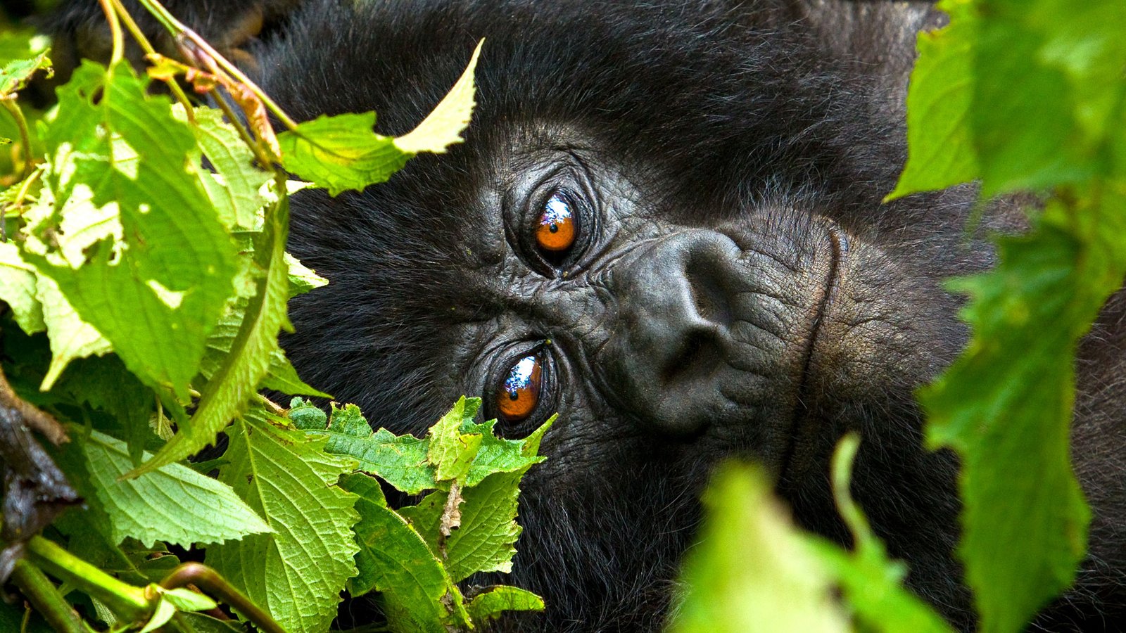budget gorilla trekking