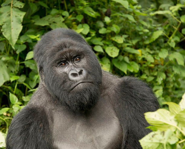 Budget-Friendly Wildlife Safari Itineraries in Uganda and Rwanda