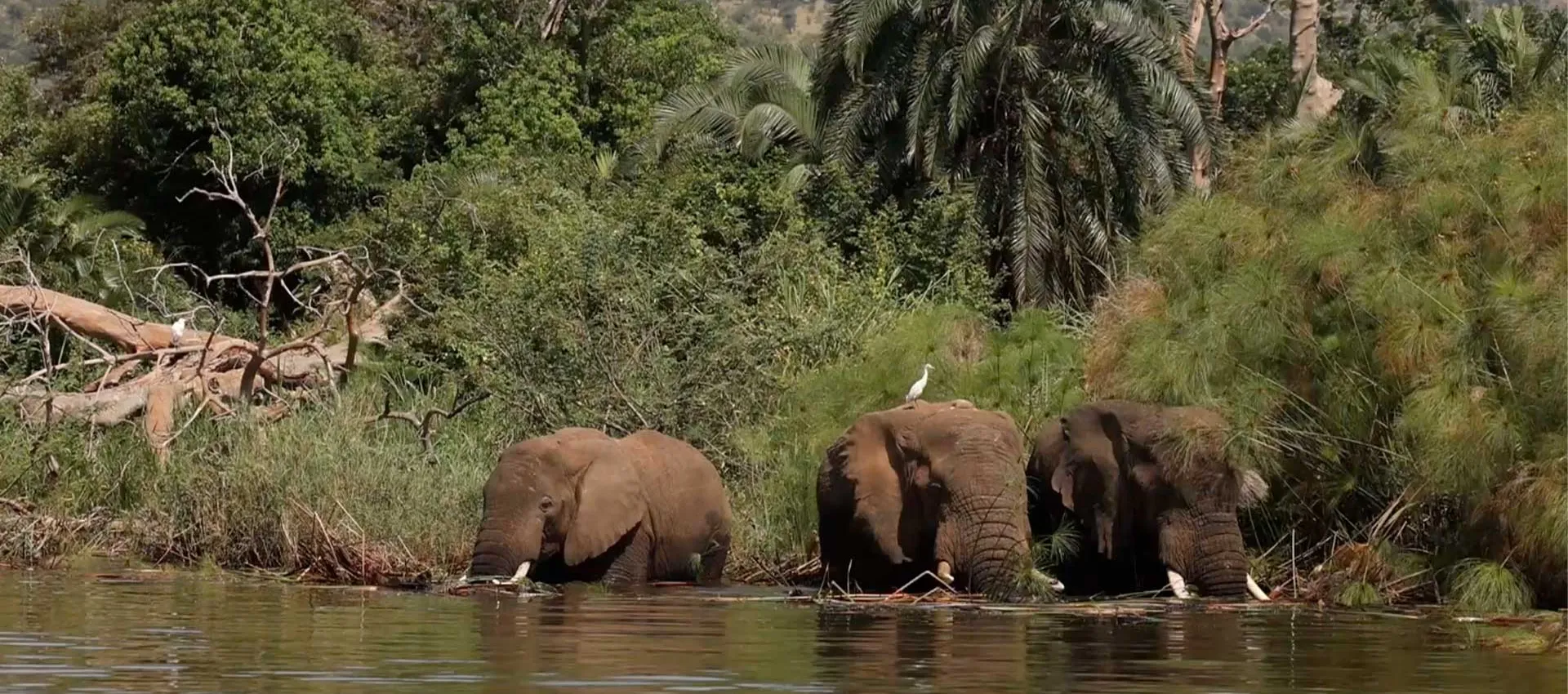 akagera national park