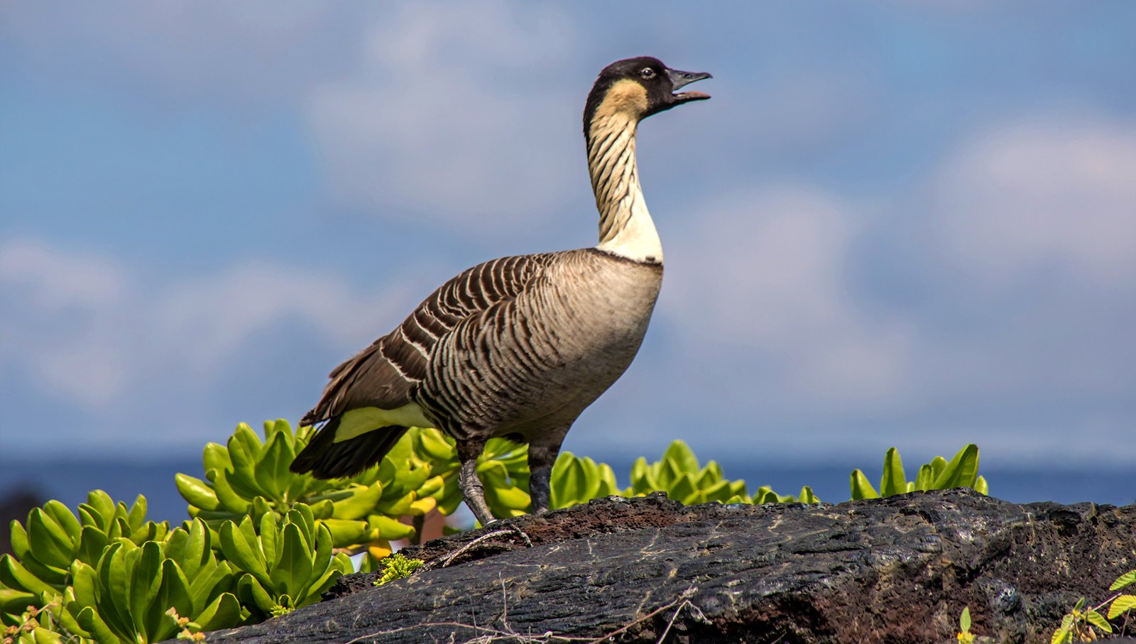 Birdwatching in Volcanoes National Park