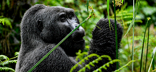 Seasonal Discounts for Gorilla Trekking