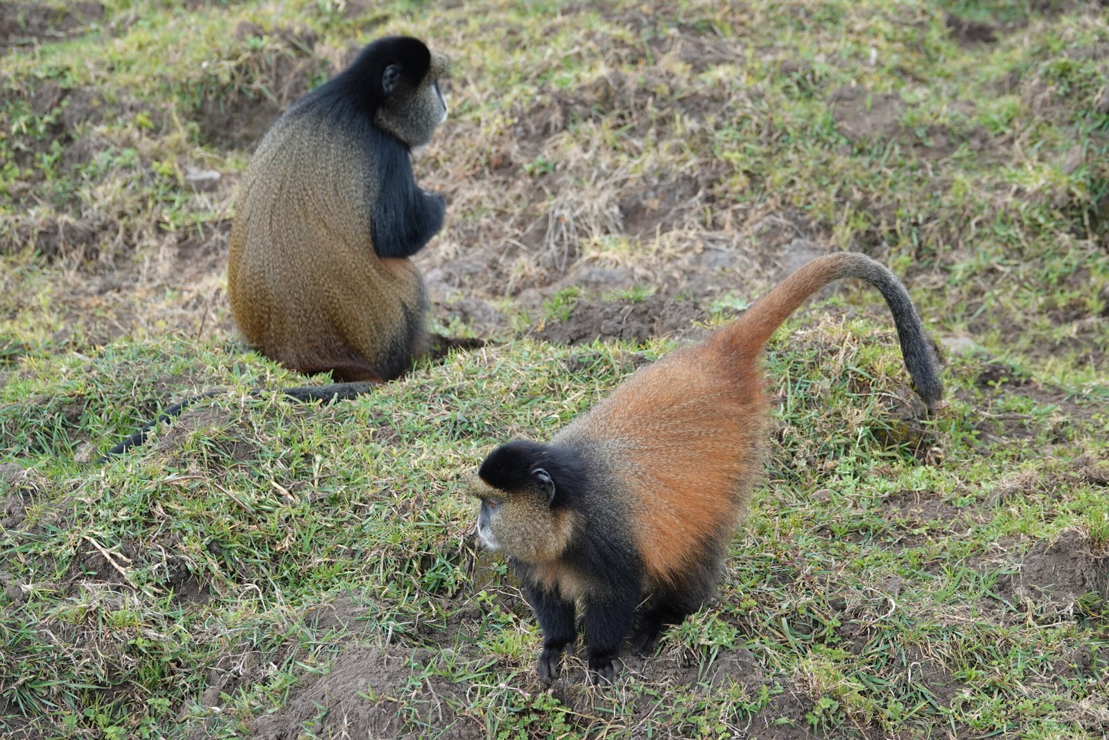 Golden monkey tracking