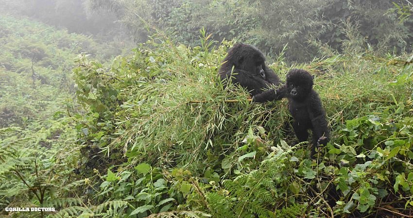 Gorilla Trekking Experience