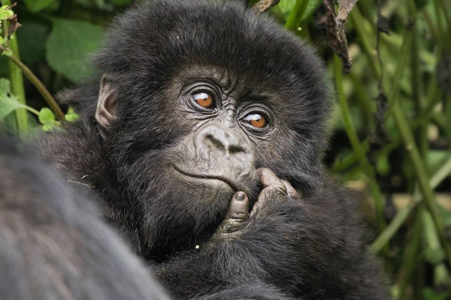 Gorilla treking in Rwanda