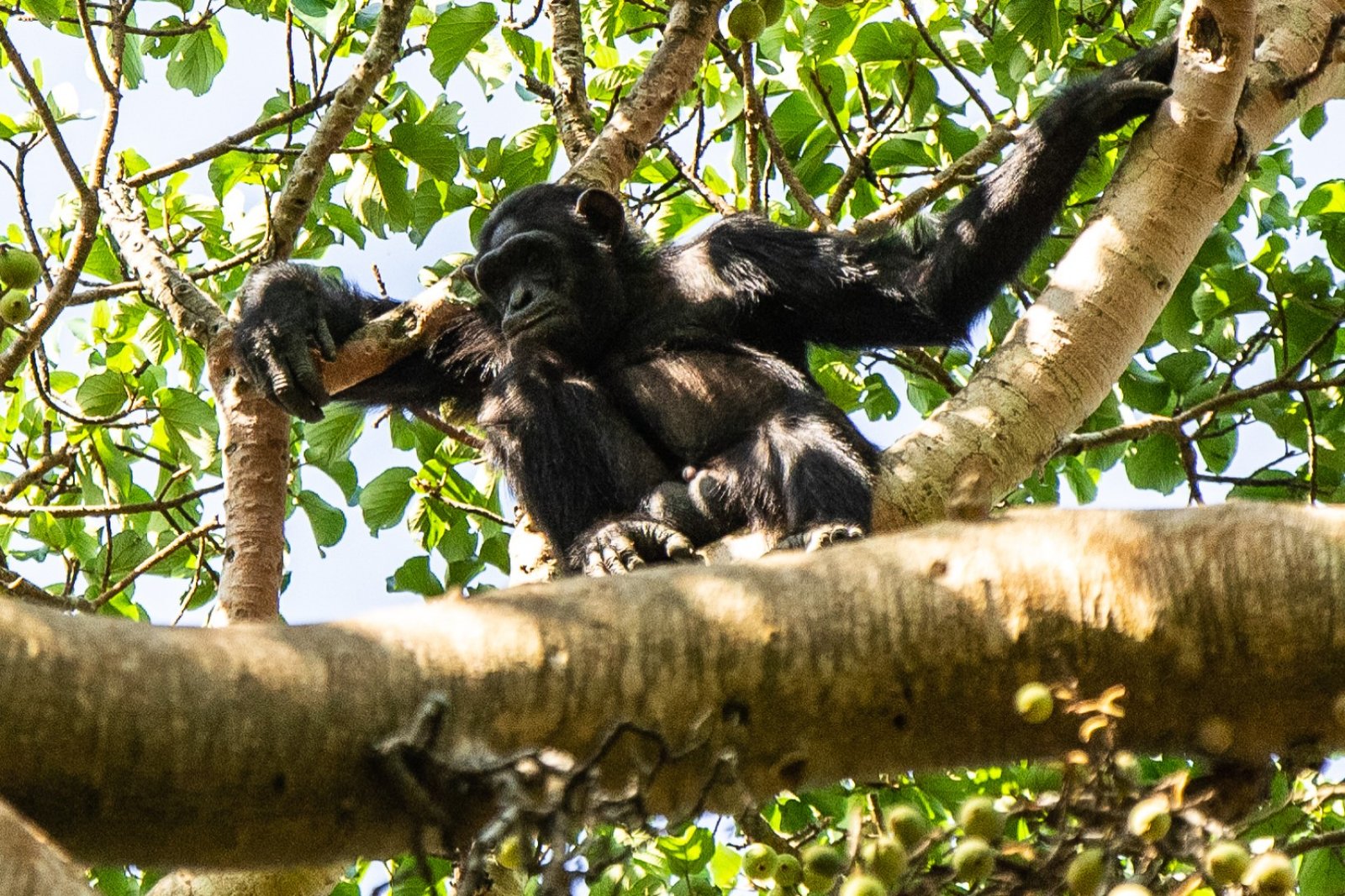 Budongo Forest