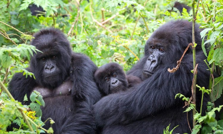 Gorilla Trekking