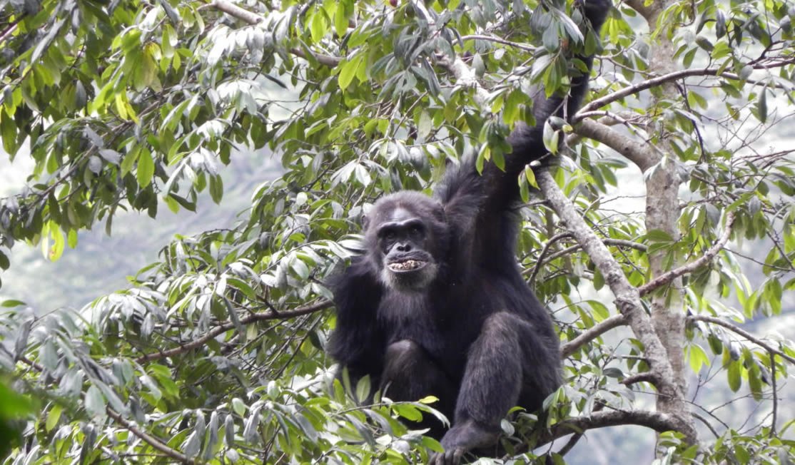 Chimpanzee Trekking Nyungwe