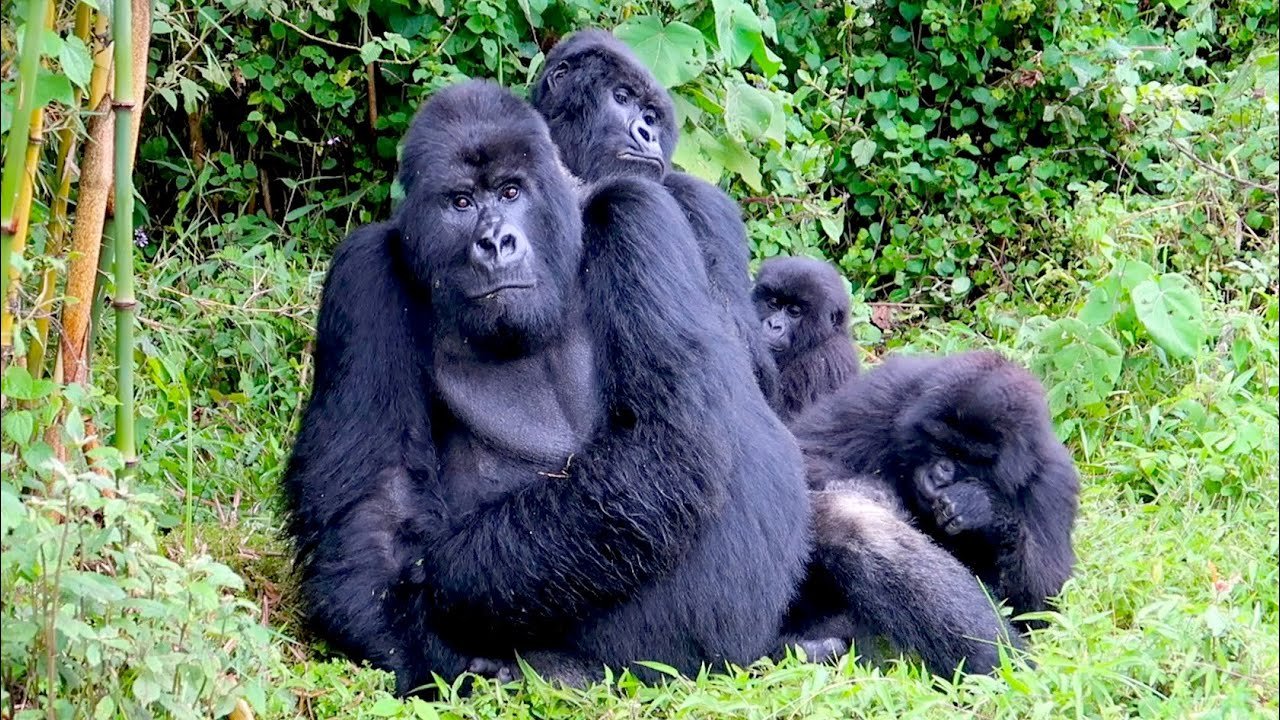 gorilla trekking experince