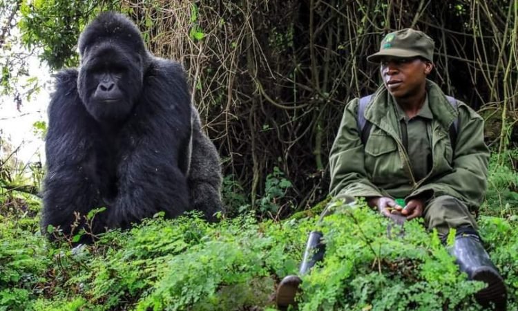 Safety Tips for Budget Safari Travelers