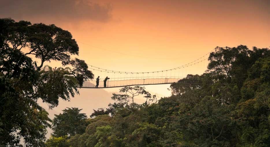 Nyugwe Forest National park