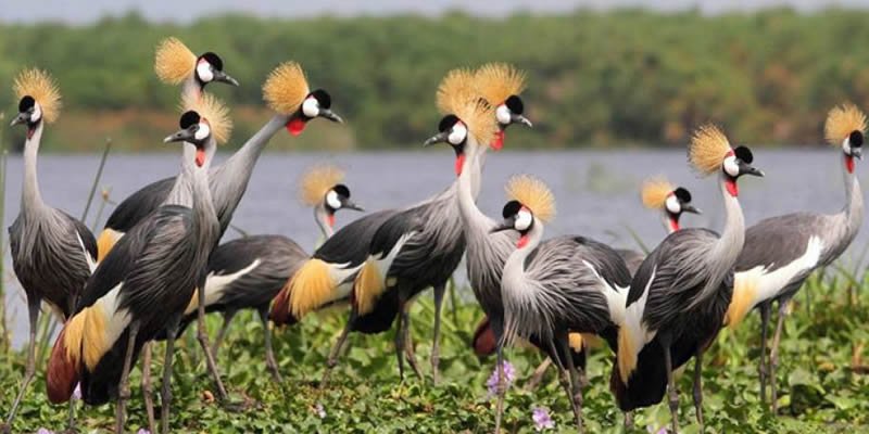 Birdwatching Safaris