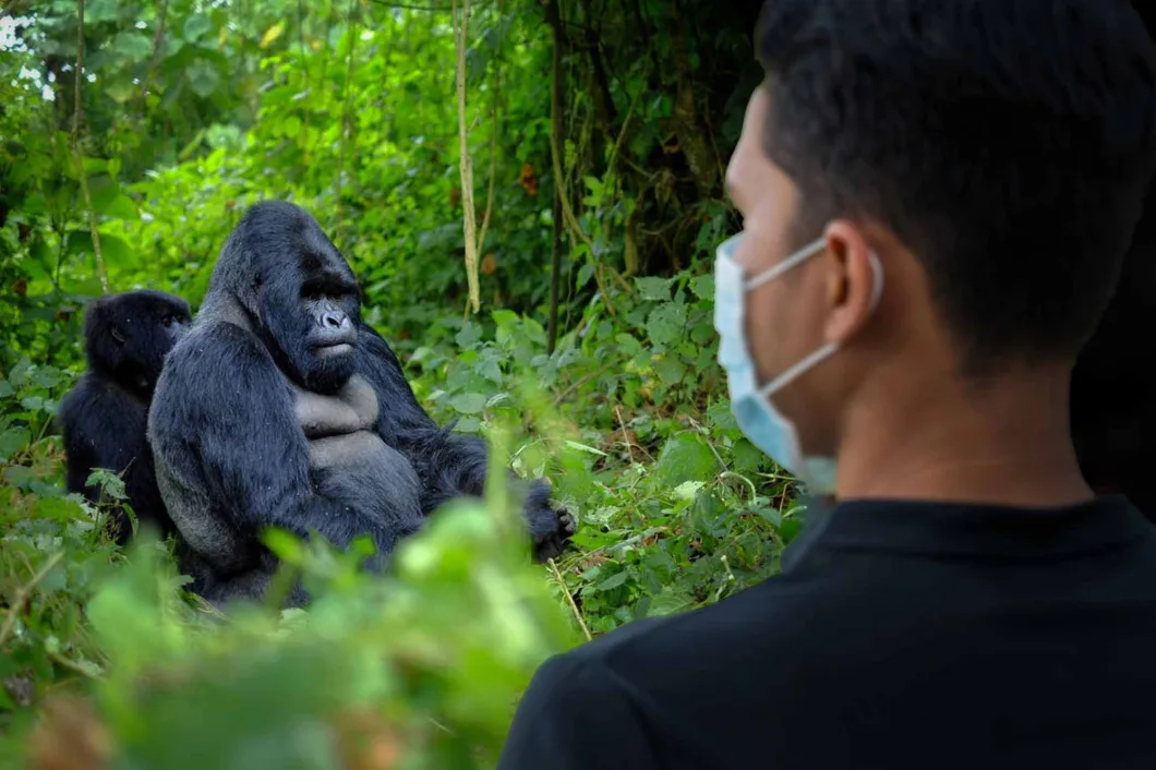 Safety Tips for Budget Safari Travelers