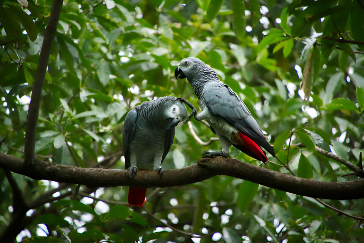 Birdwatching Safaris