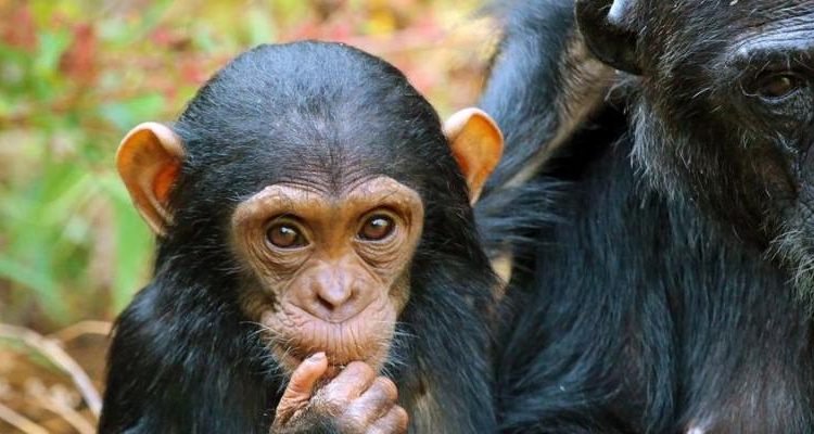 chimpaze tracking