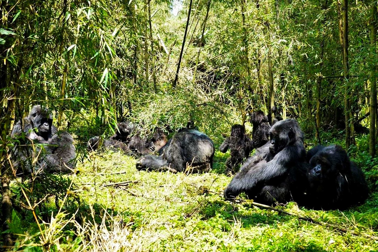 Budget Chimp Trekking + Gorilla Combo