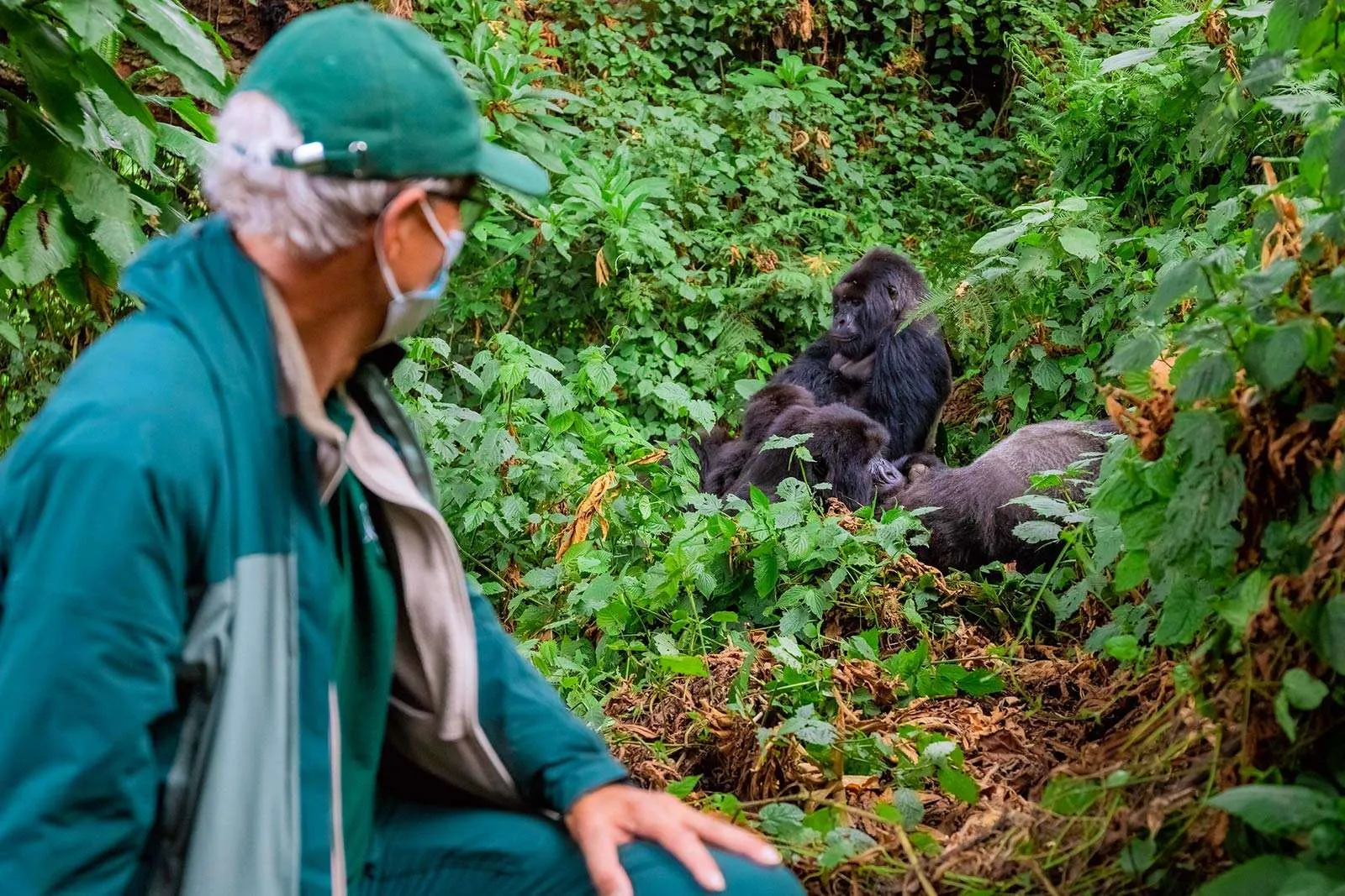 gorilla trekking in Rwanda