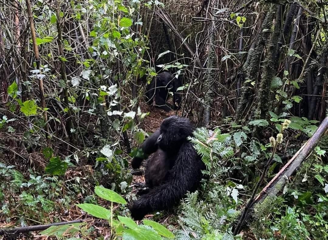 budget gorilla trekking