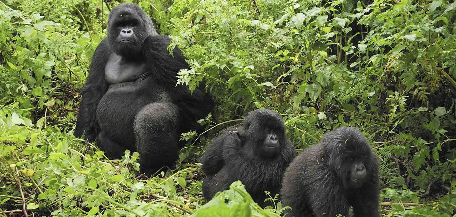 Gorilla treking in Uganda