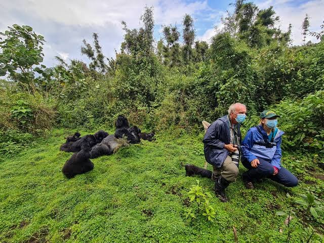 Budget Chimp Trekking + Gorilla Combo
