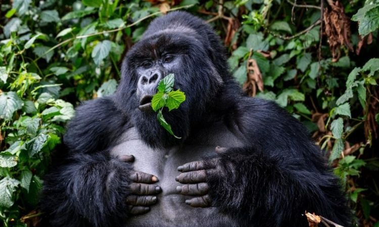 Seasonal Discounts for Gorilla Trekking