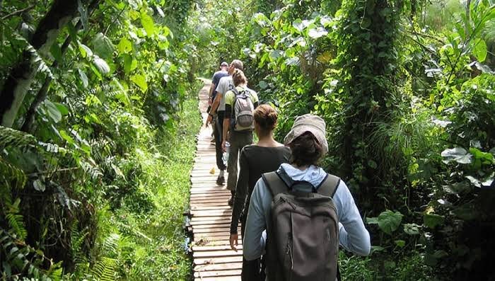 Family-Friendly Chimpanzee Budget Tours