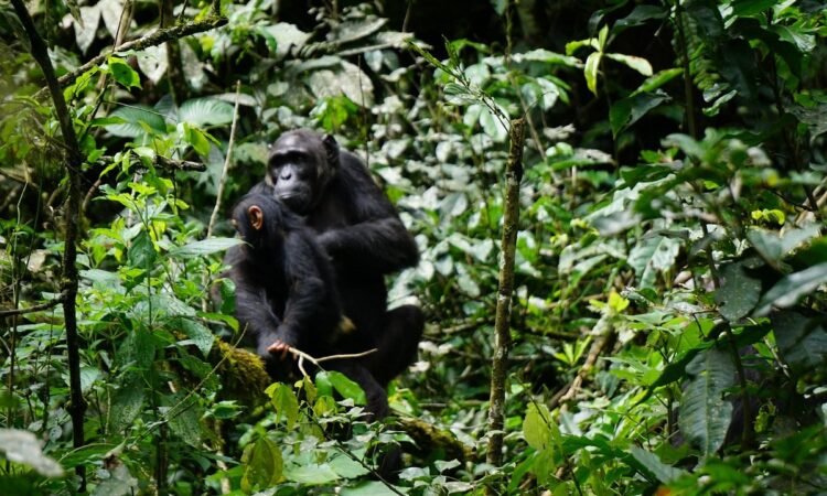 chimpanzee