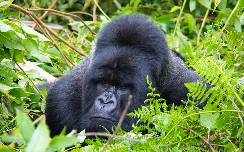 Family-Friendly Budget Gorilla Trekking