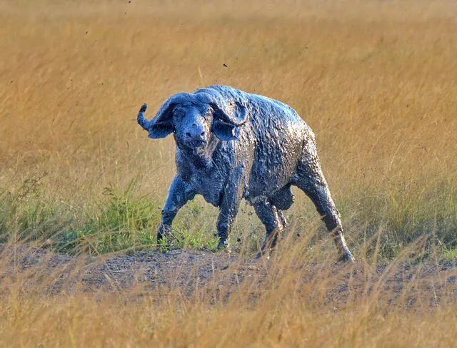 Akagera National Park
