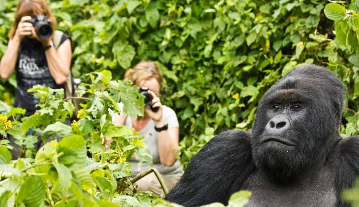 Gorilla trekkinng