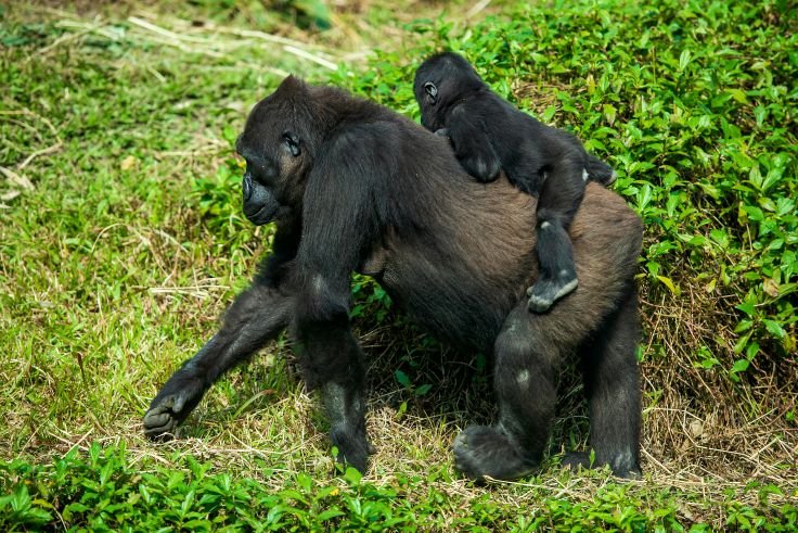 gorilla trkking rwanda