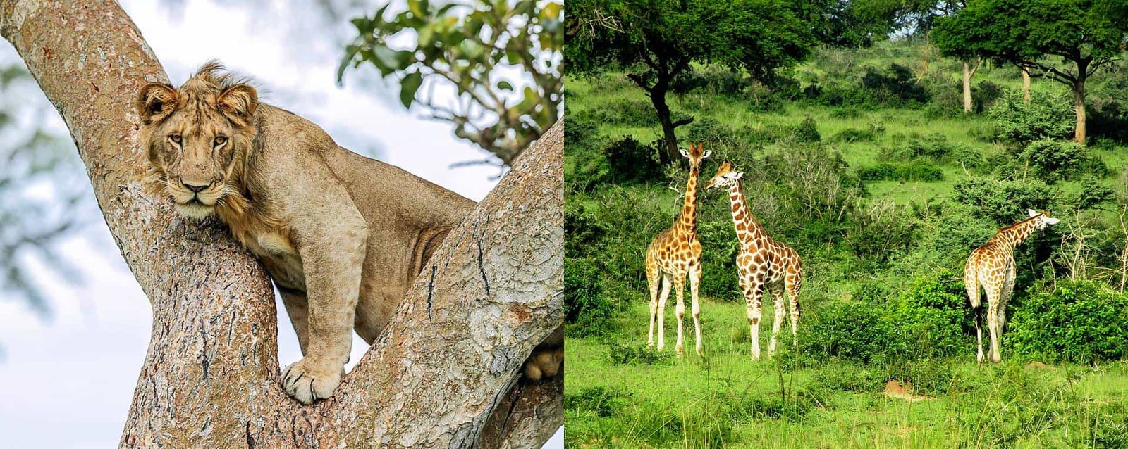 Wildlife Safaris