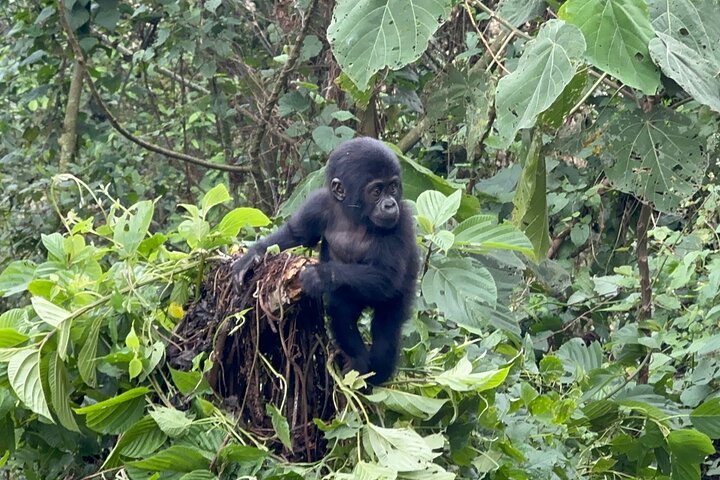 Budget Family Safari with Gorillas and Chimps