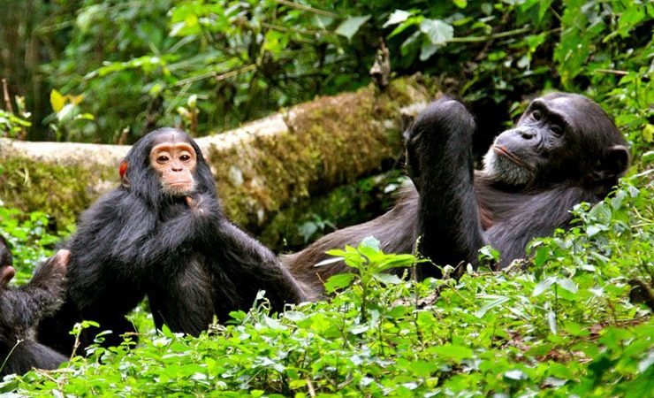 Nyugwe Forest National park