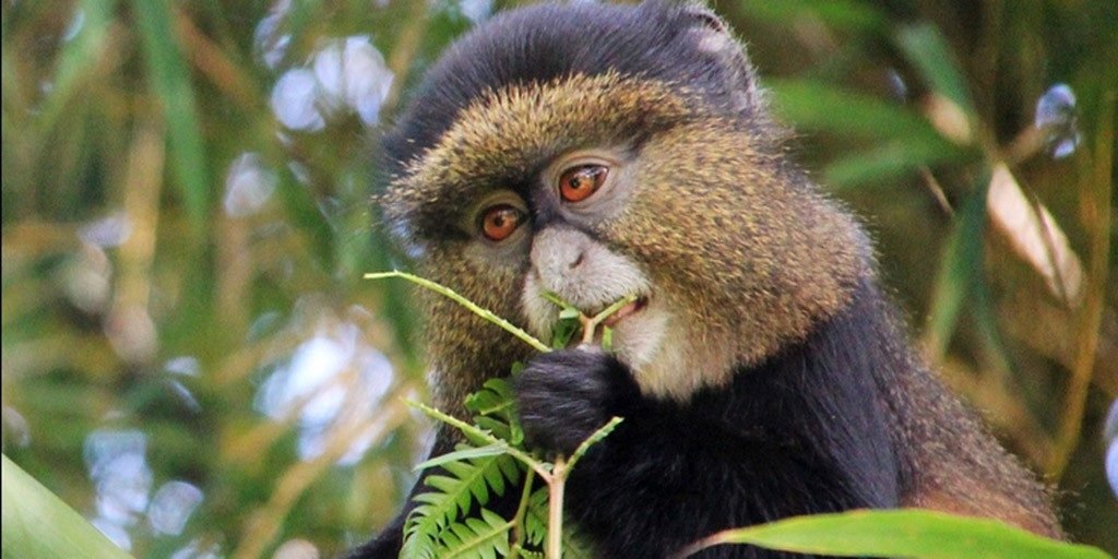 Golden Monkey Trekking