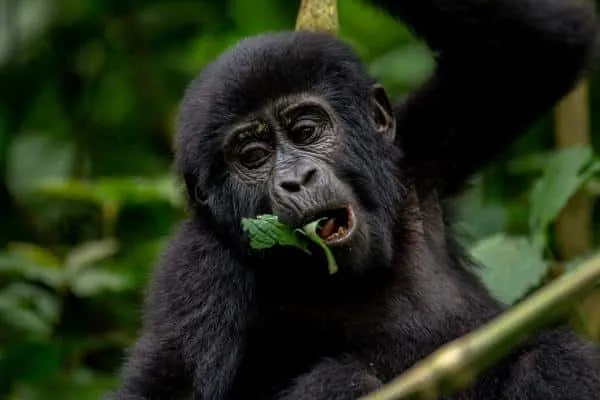 Chimpanzee Tracking