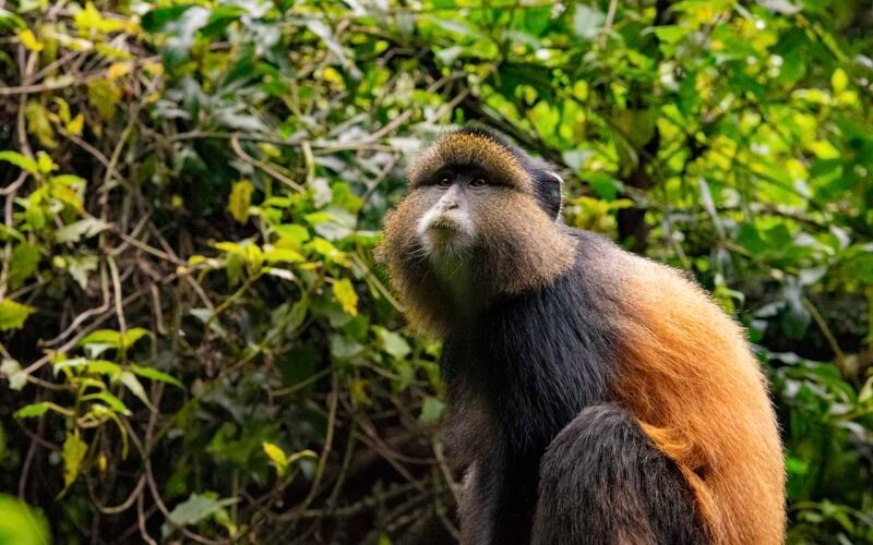 Group Budget Safari Packages Rwanda