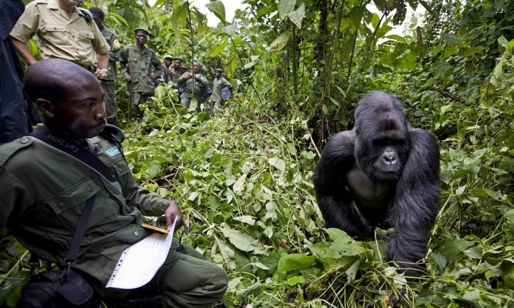 affordable gorilla trekking