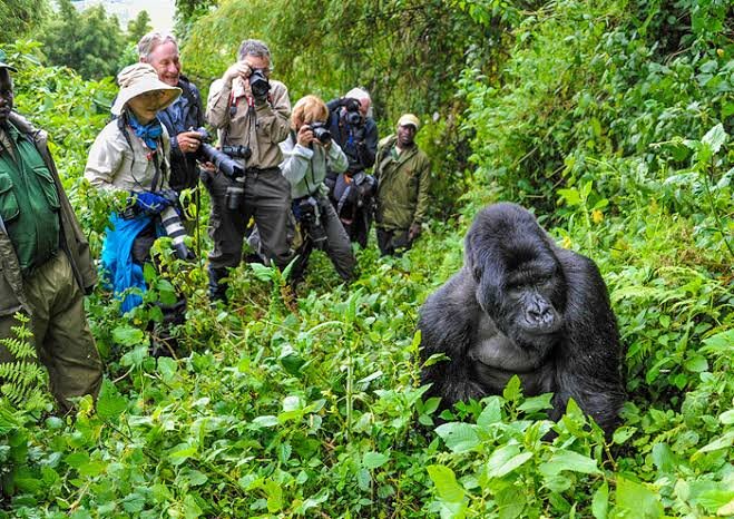 Group Budget Safari Packages Rwanda