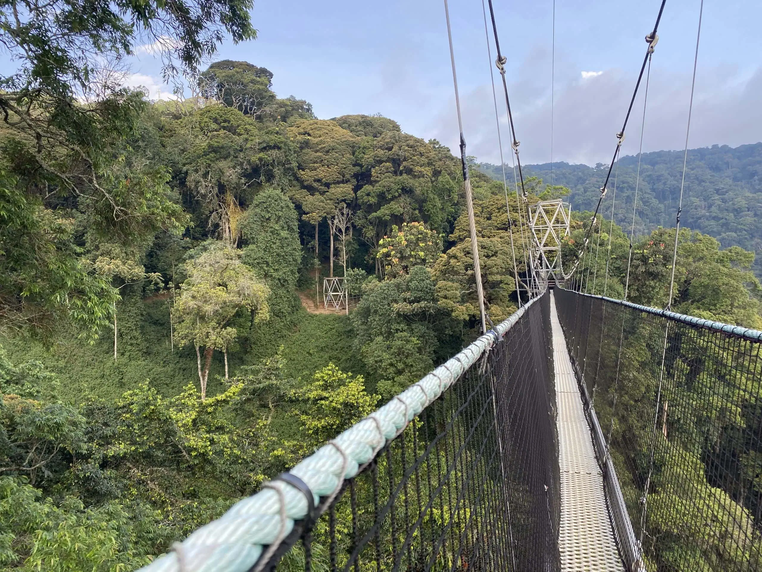 Canopy Walk Experience